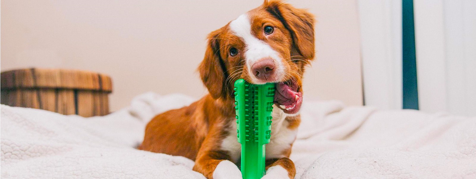 Bristly - інноваційна зубна щітка для собак